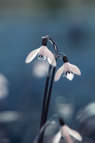 Flowers Drops Grass