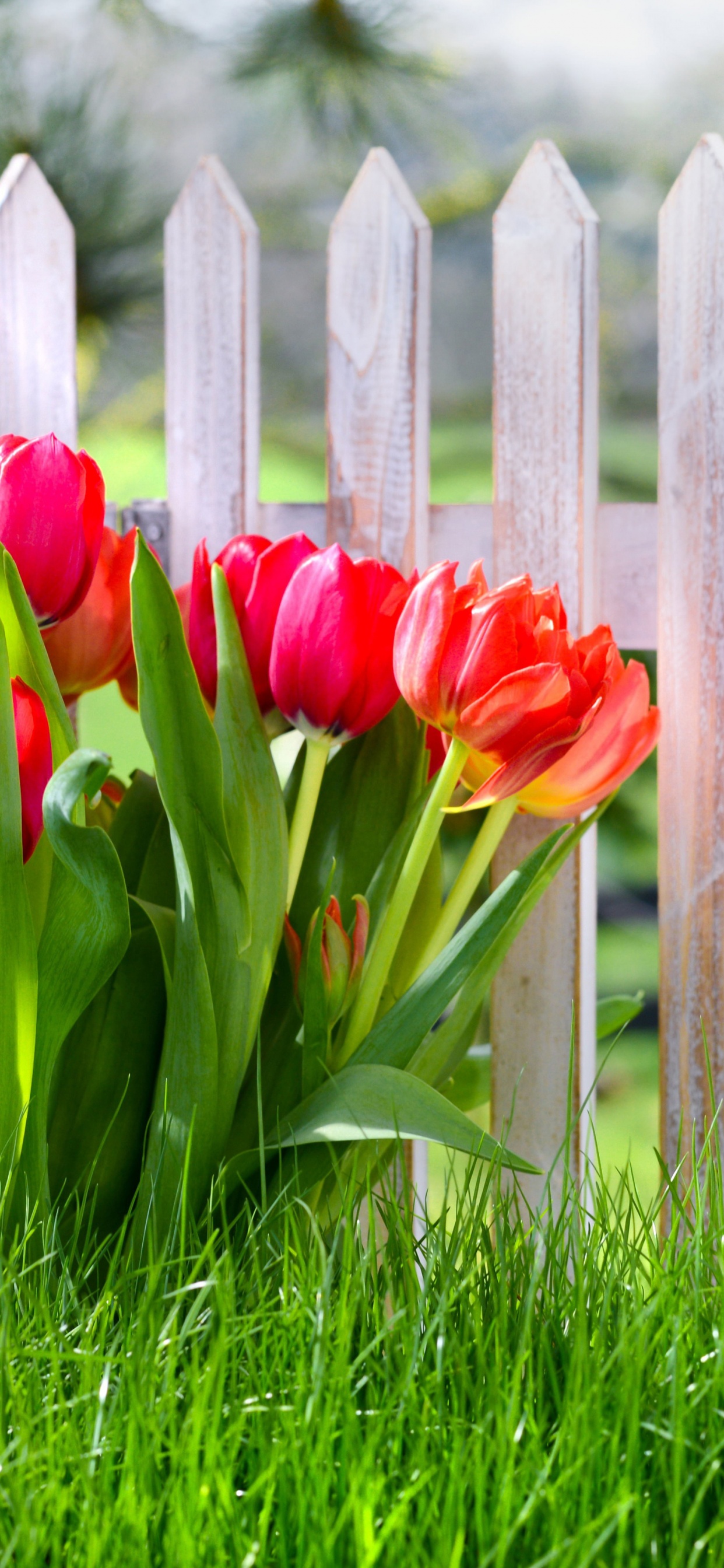 Flowers Spring Tulips Grass