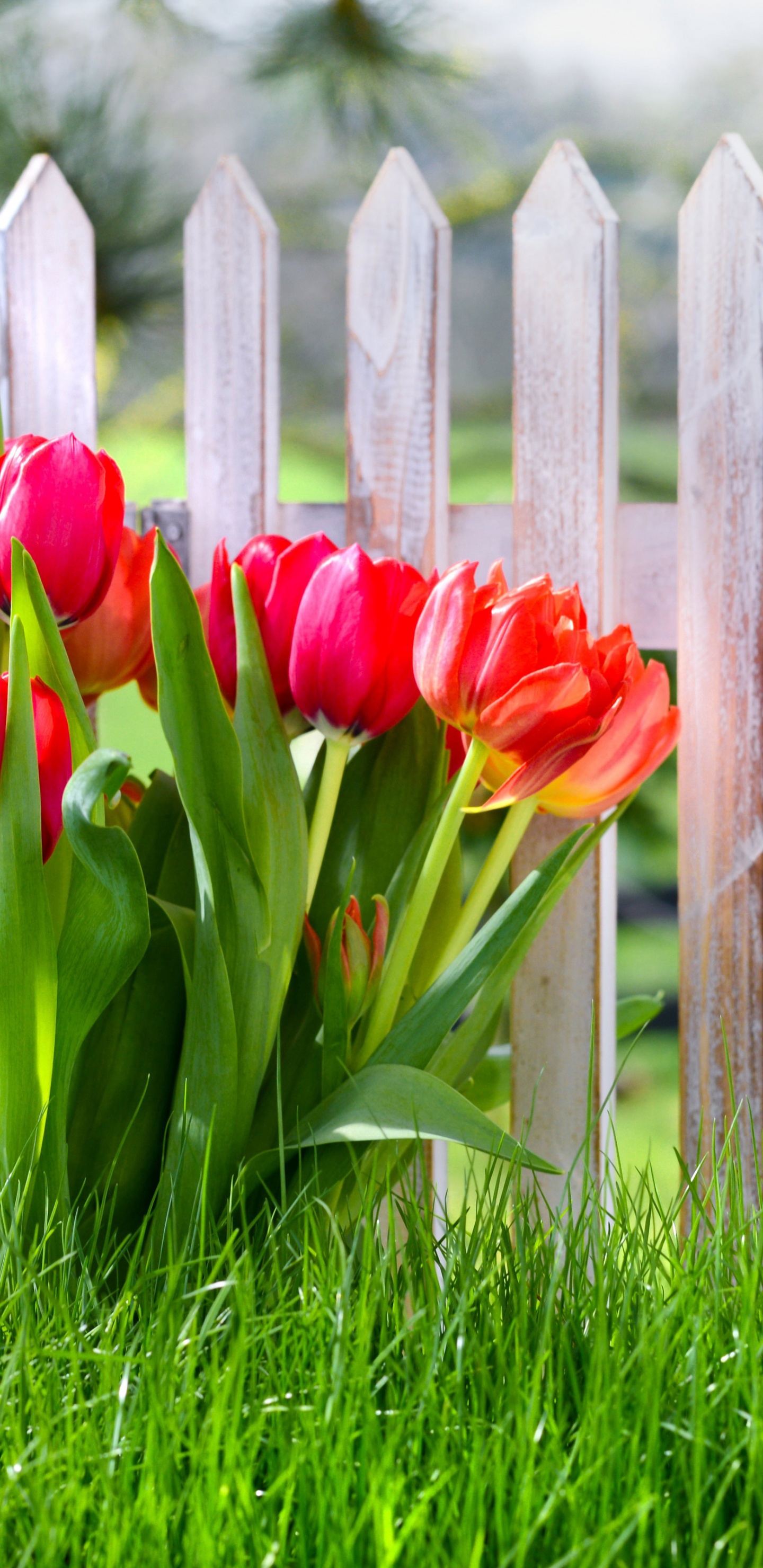 Flowers Spring Tulips Grass