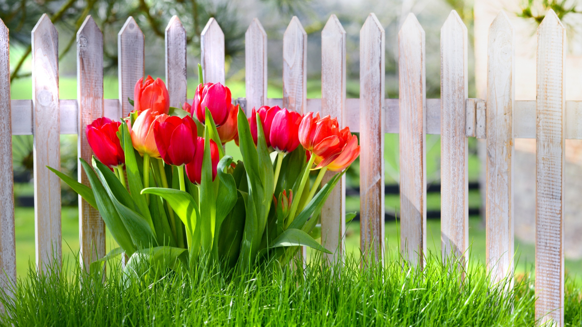 Flowers Spring Tulips Grass