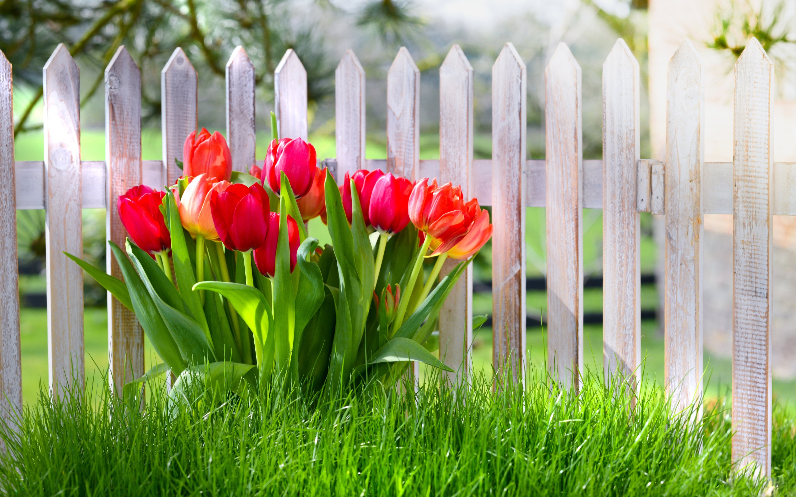 Flowers Spring Tulips Grass