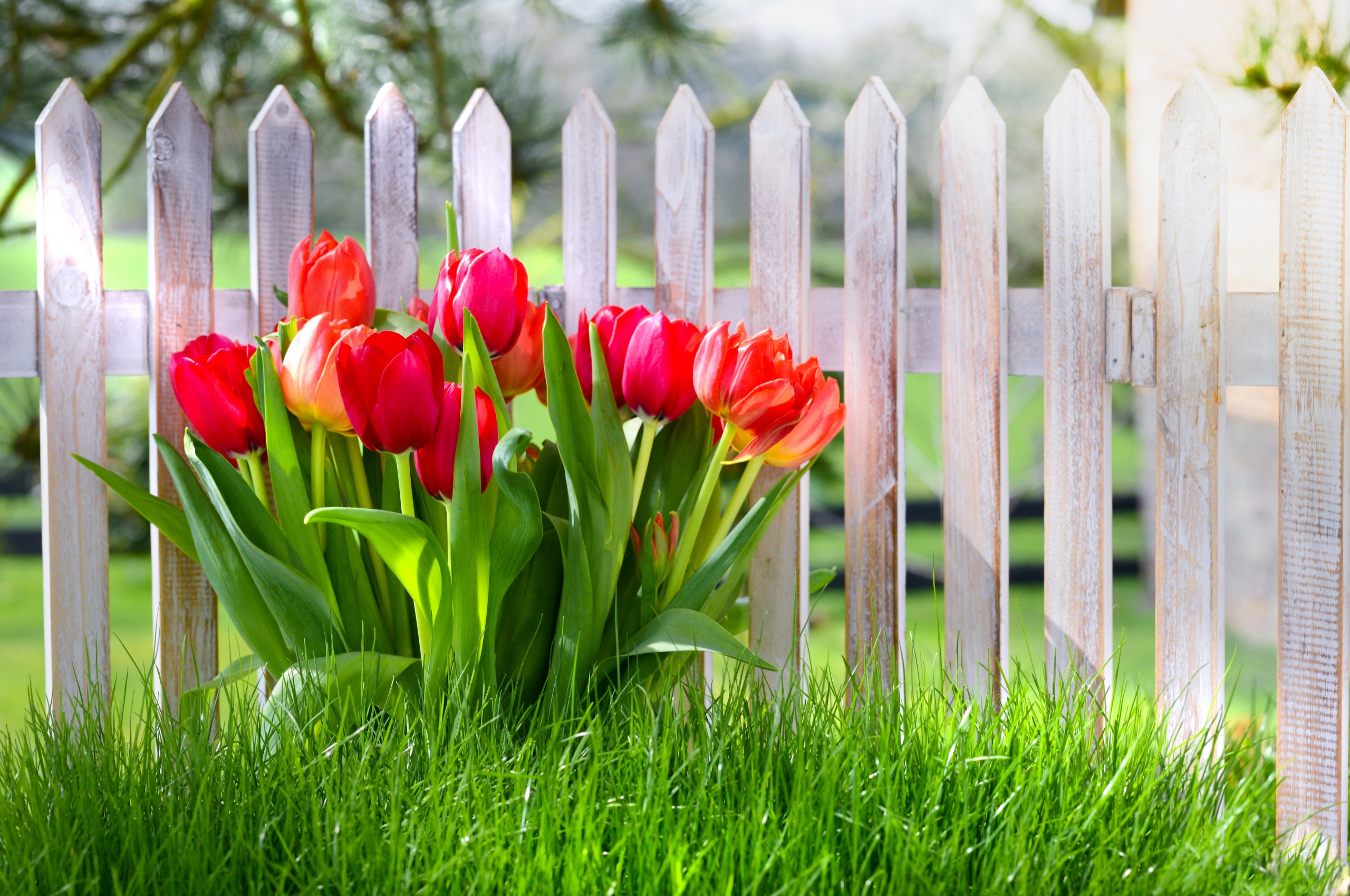 Flowers Spring Tulips Grass