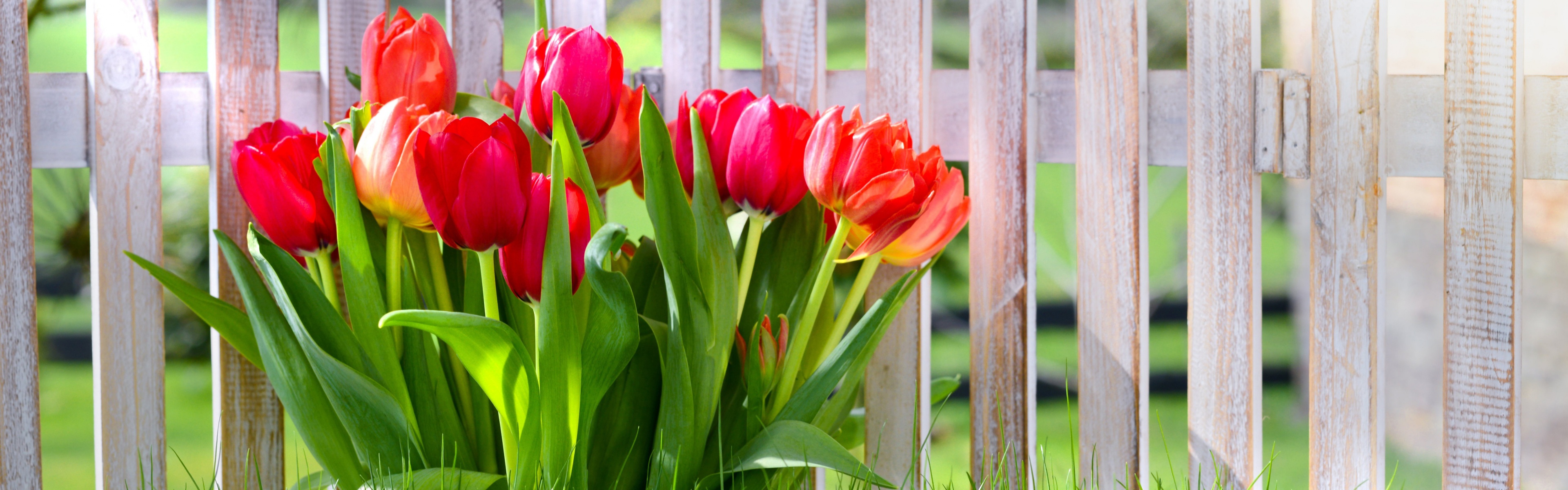 Flowers Spring Tulips Grass