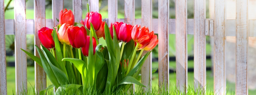 Flowers Spring Tulips Grass