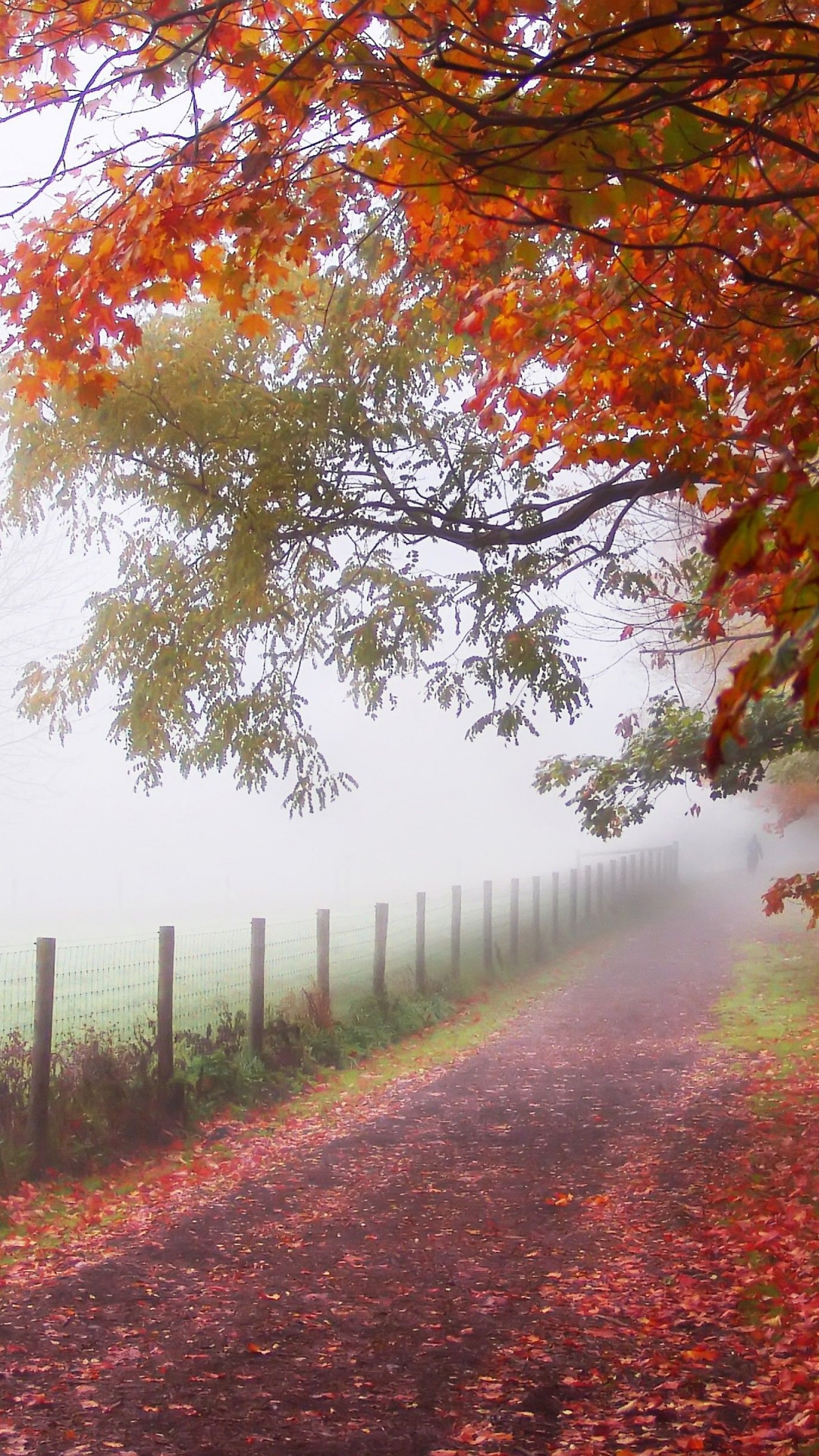 Foggy Autumn Morning