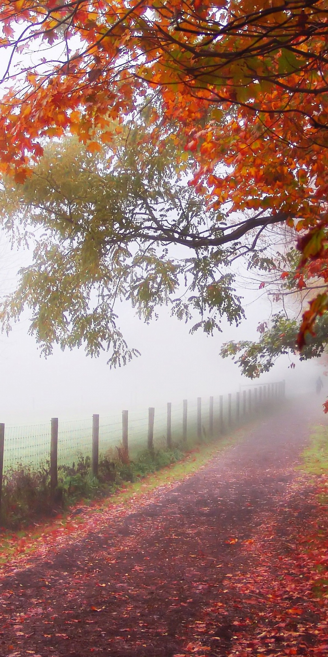 Foggy Autumn Morning