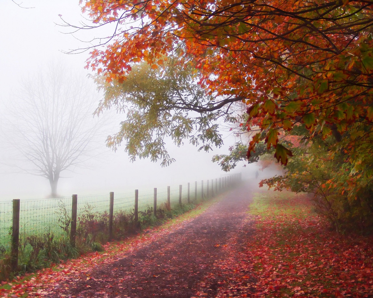 Foggy Autumn Morning