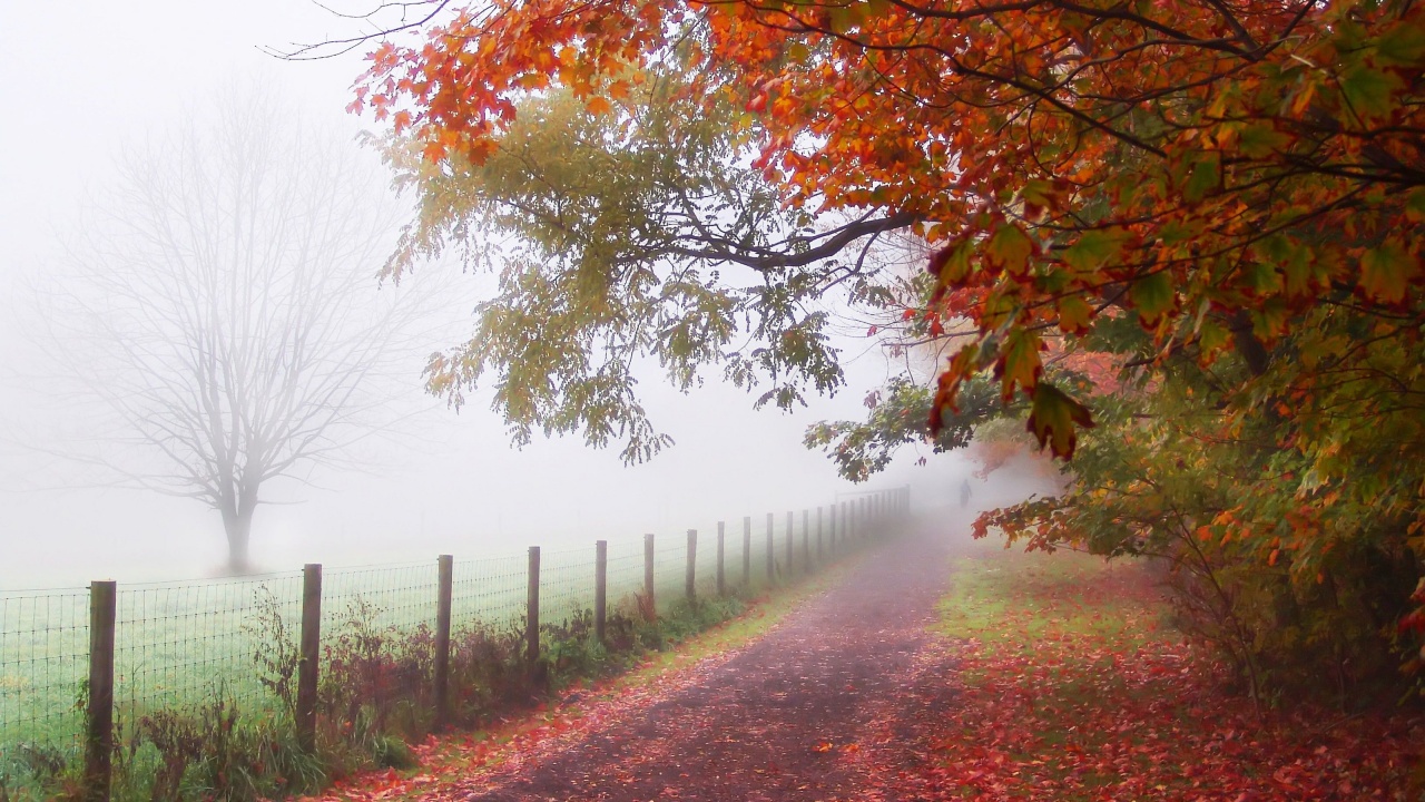 Foggy Autumn Morning