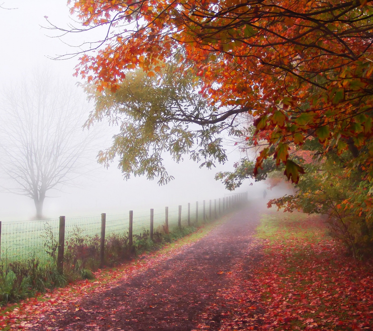 Foggy Autumn Morning