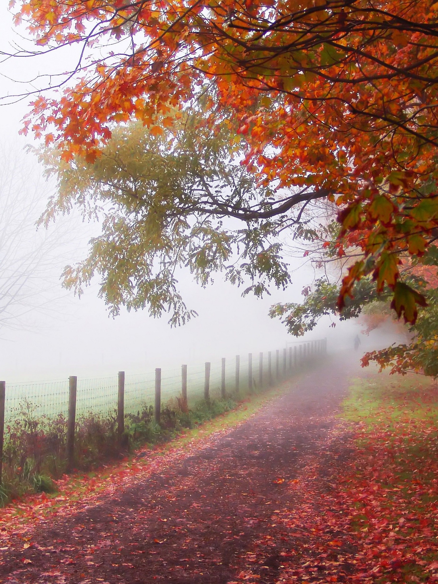 Foggy Autumn Morning