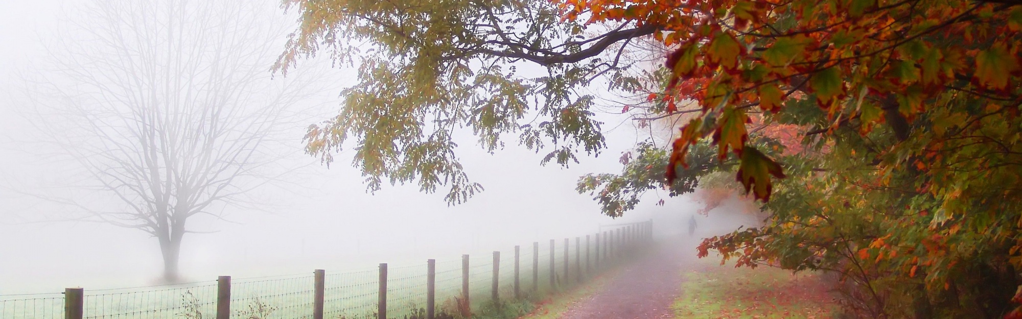 Foggy Autumn Morning