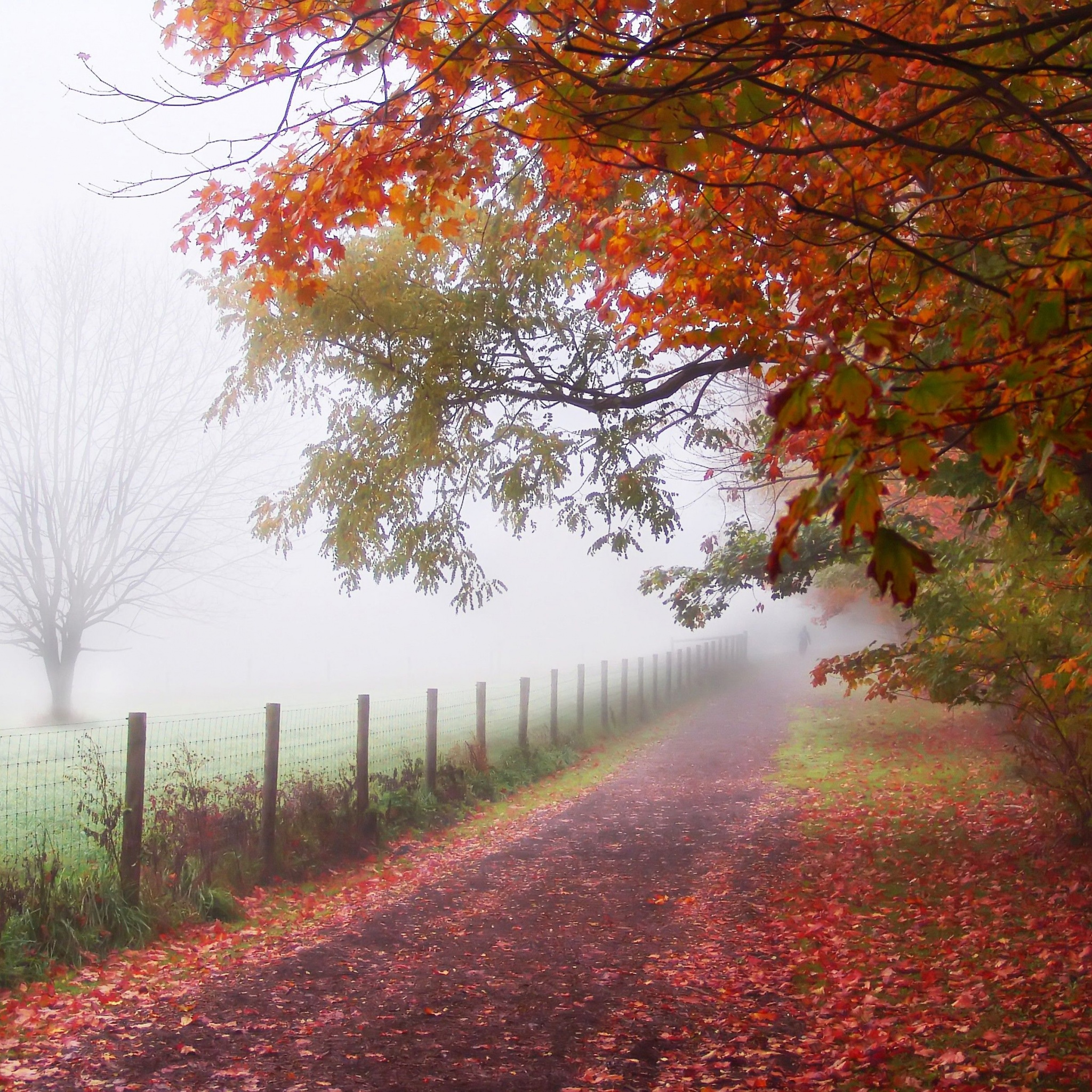 Foggy Autumn Morning