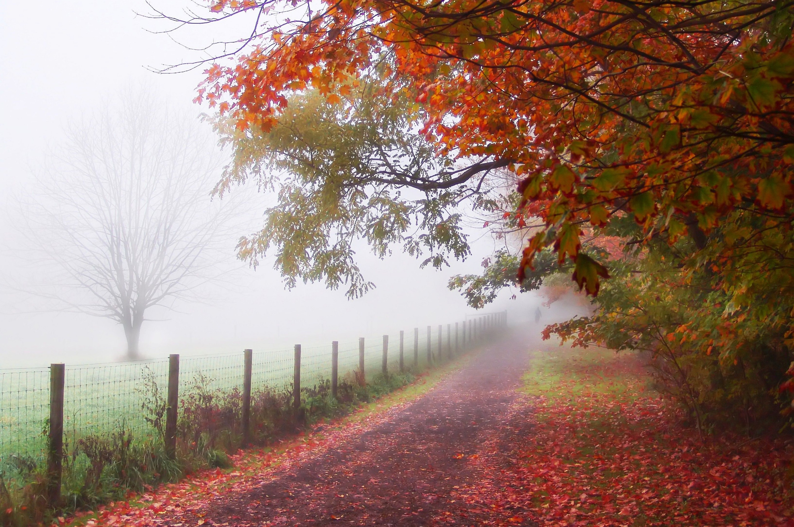 Foggy Autumn Morning