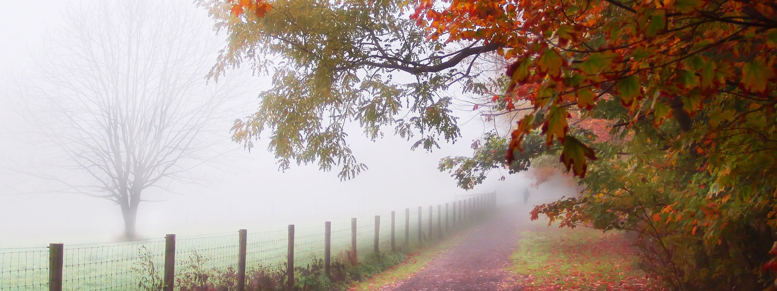 Foggy Autumn Morning