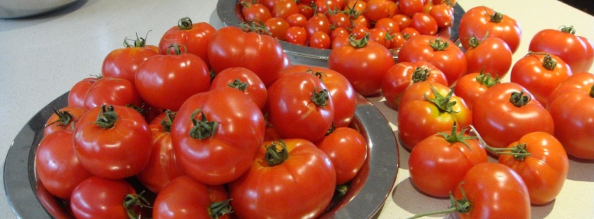 Food Tomatoes 1