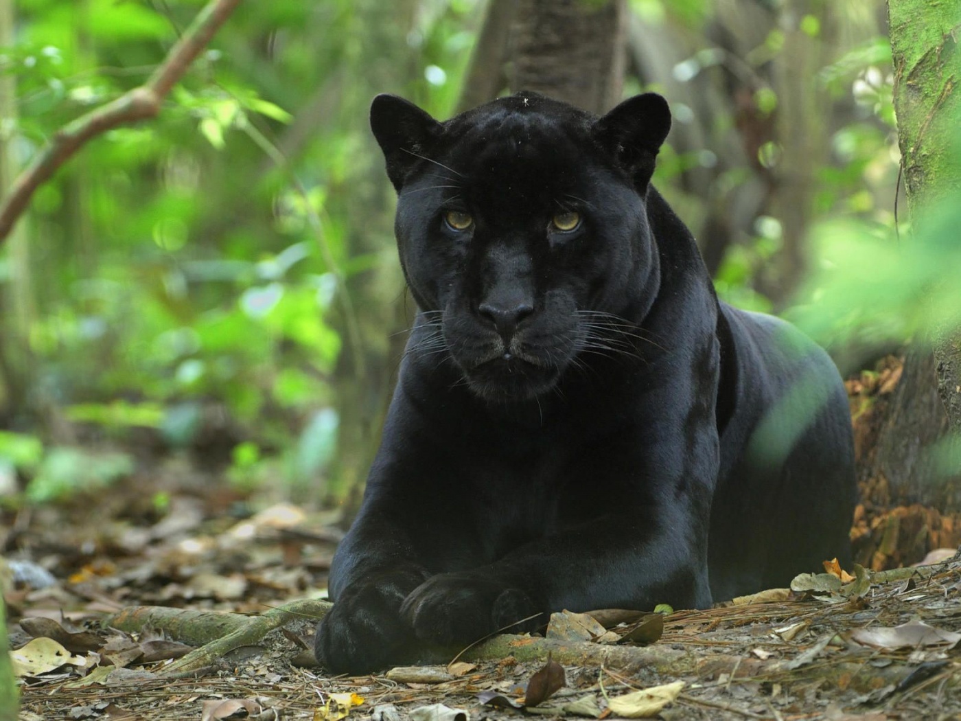 Forest Jungle Black Panther Panther