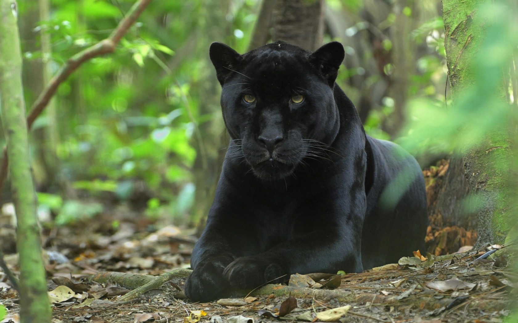 Forest Jungle Black Panther Panther