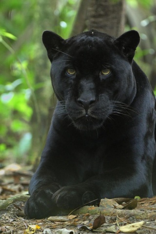 Forest Jungle Black Panther Panther