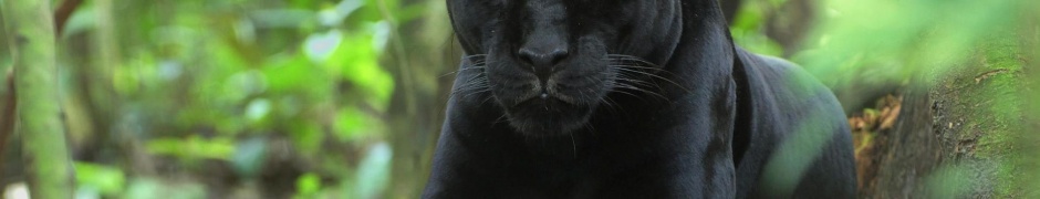 Forest Jungle Black Panther Panther