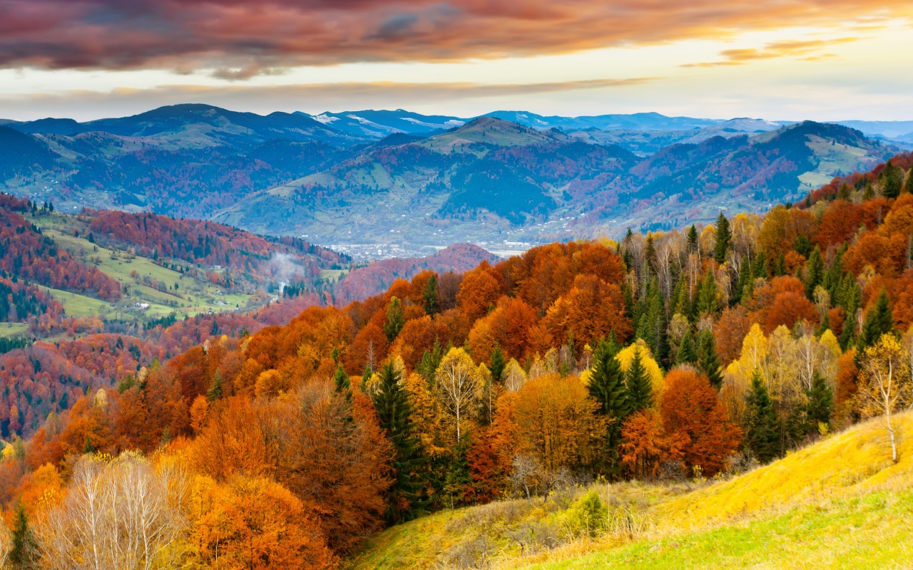 Forest Scenery Autumn Nature