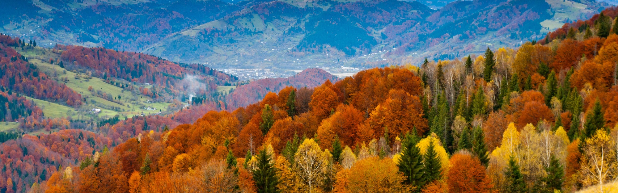 Forest Scenery Autumn Nature