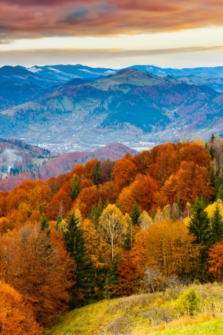 Forest Scenery Autumn Nature