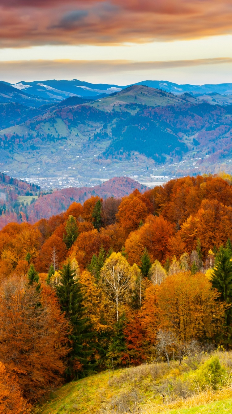 Forest Scenery Autumn Nature