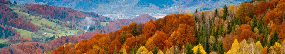 Forest Scenery Autumn Nature