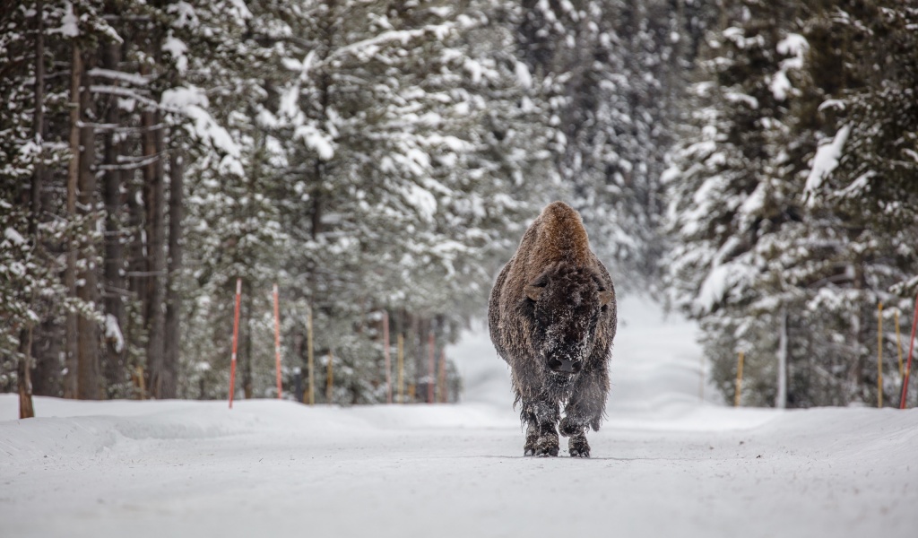 Forests Winter American Bison