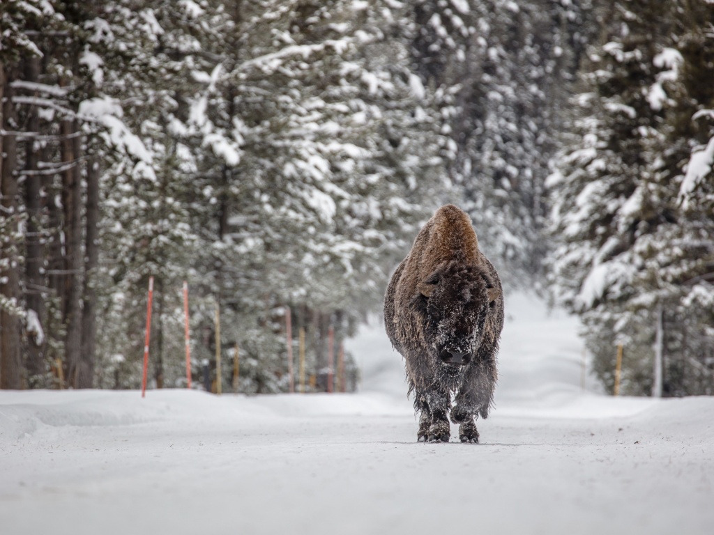 Forests Winter American Bison