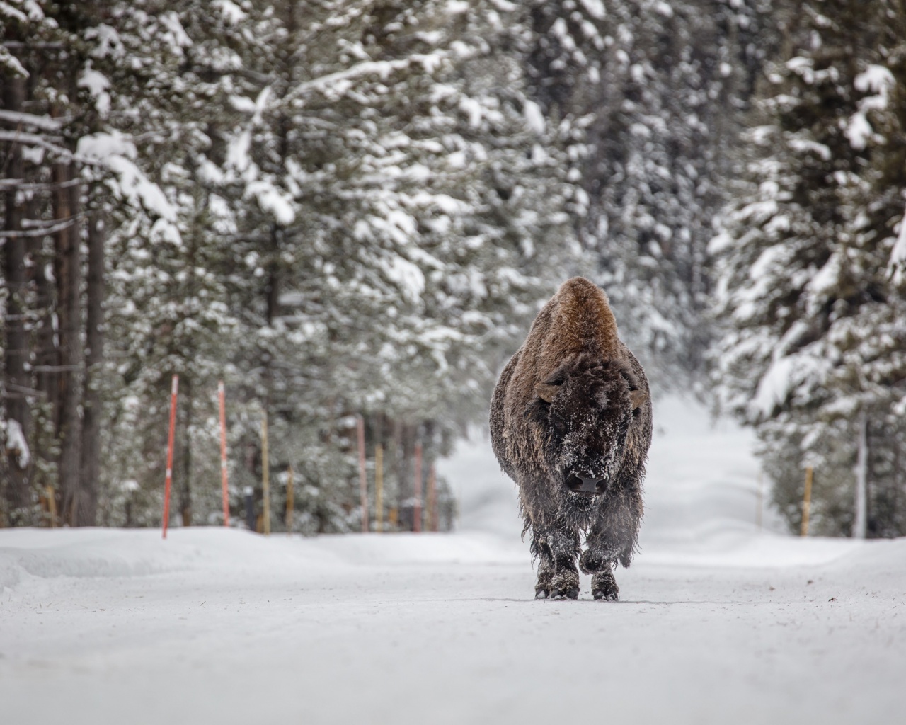 Forests Winter American Bison