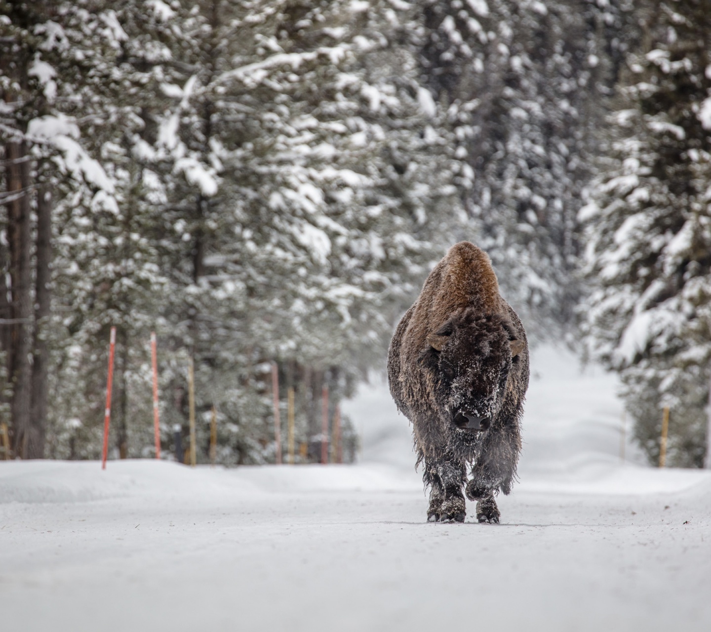 Forests Winter American Bison