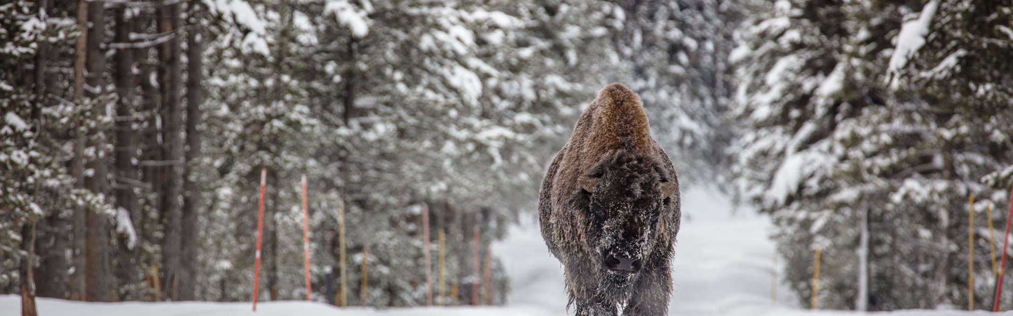 Forests Winter American Bison