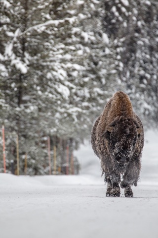 Forests Winter American Bison