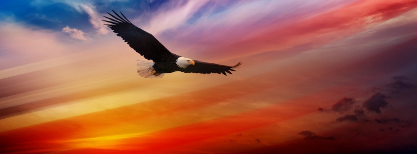 Fourth Of July 2014 USA Eagle