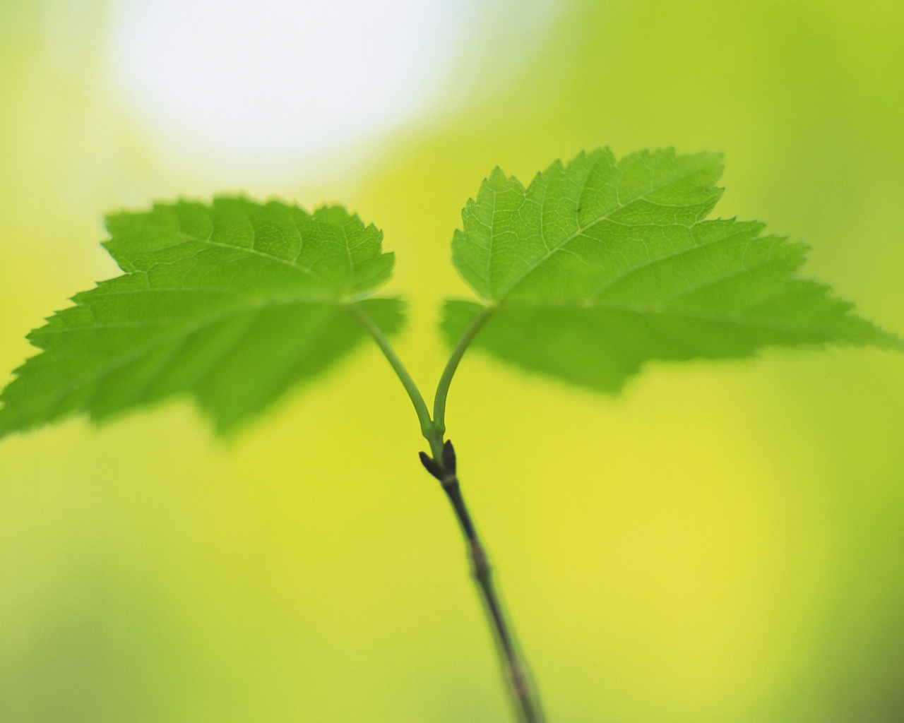 Fresh Green Leaves Nature