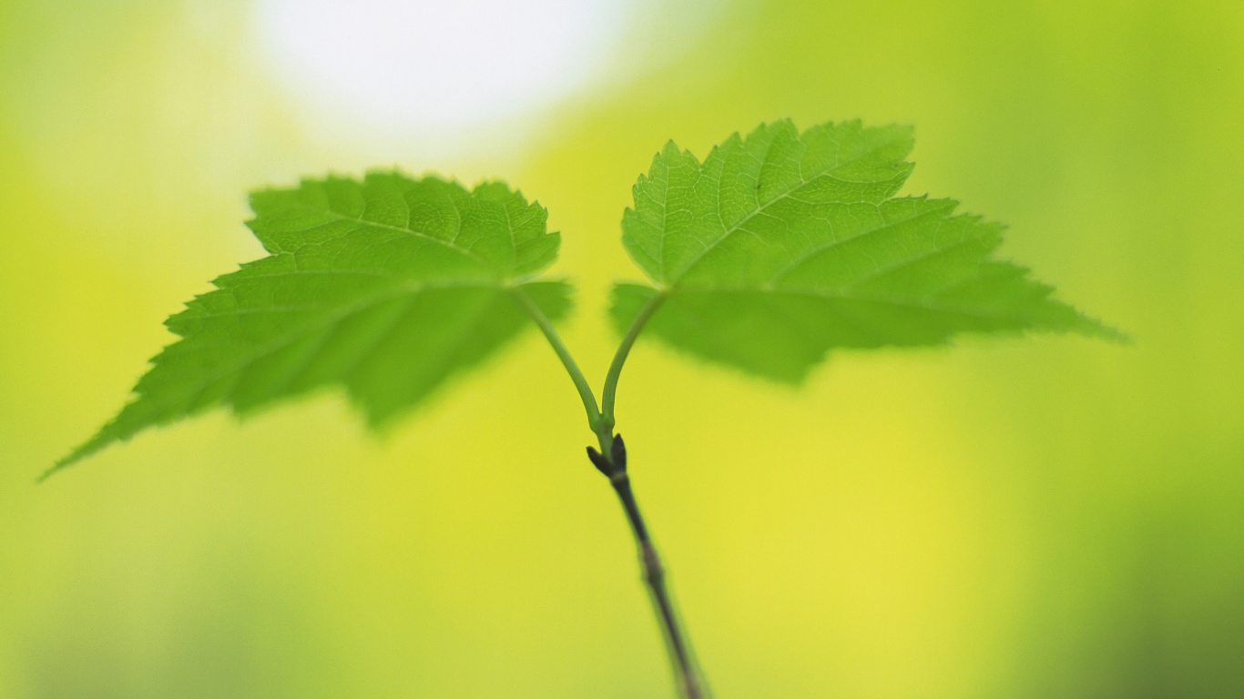 Fresh Green Leaves Nature