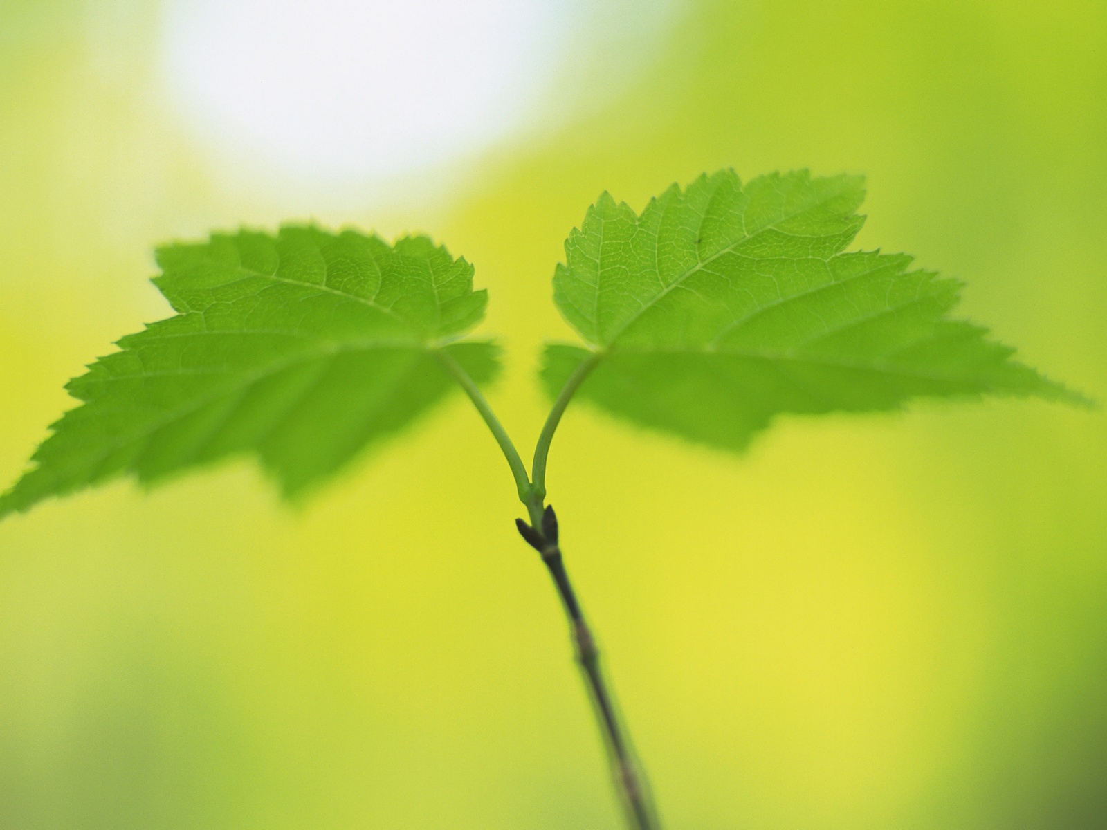 Fresh Green Leaves Nature