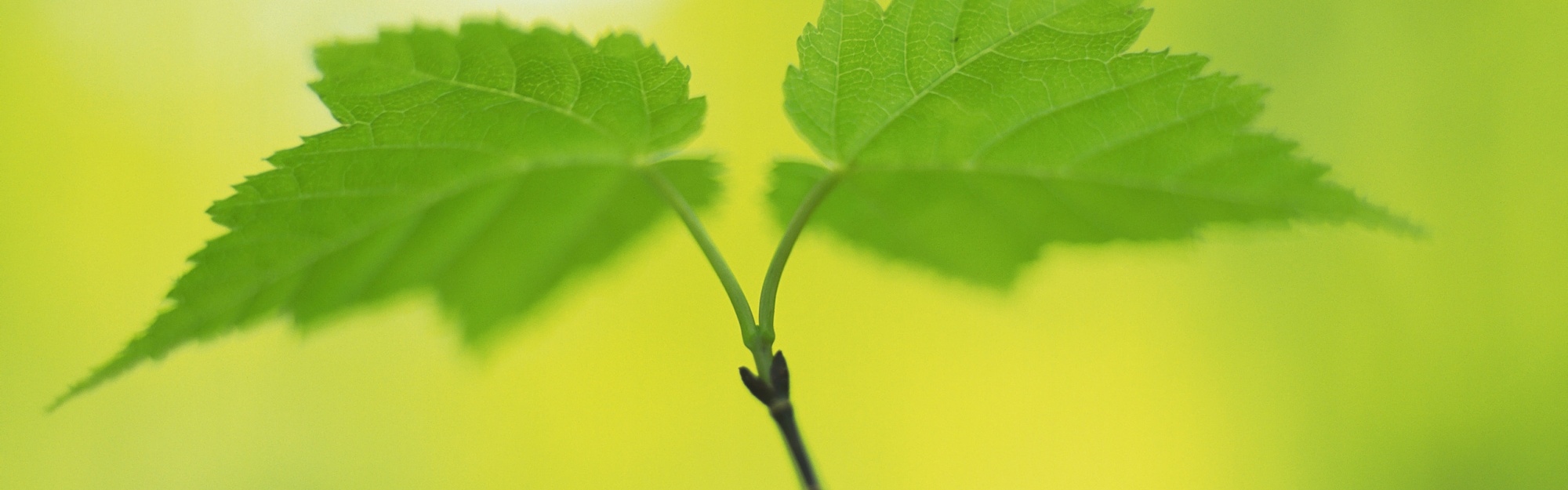 Fresh Green Leaves Nature