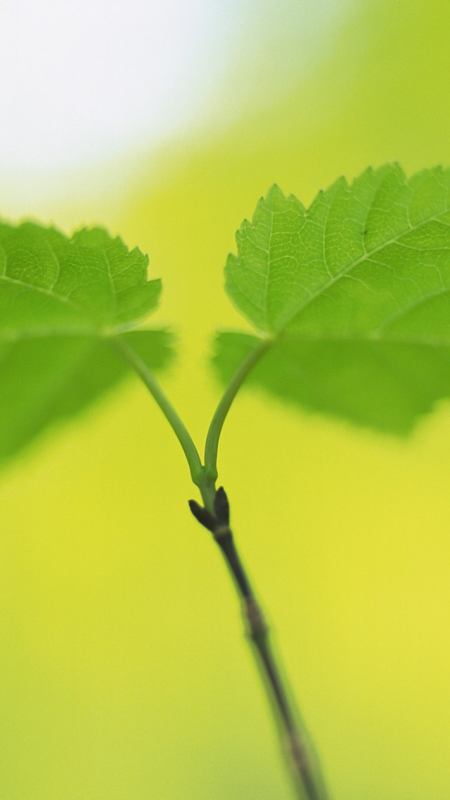 Fresh Green Leaves Nature