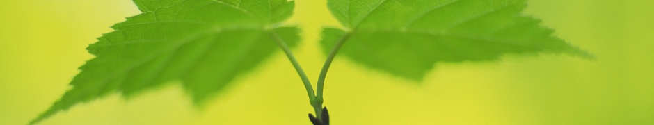 Fresh Green Leaves Nature