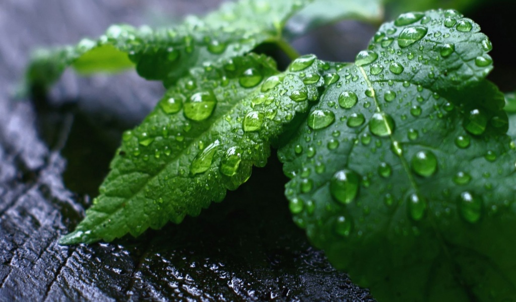 Fresh Mint Leaves