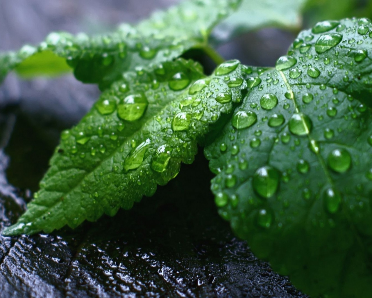 Fresh Mint Leaves