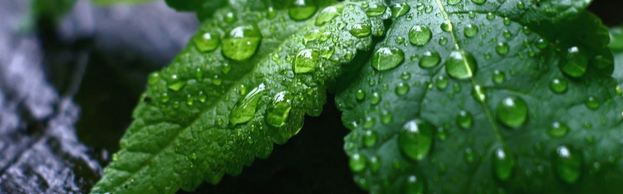 Fresh Mint Leaves