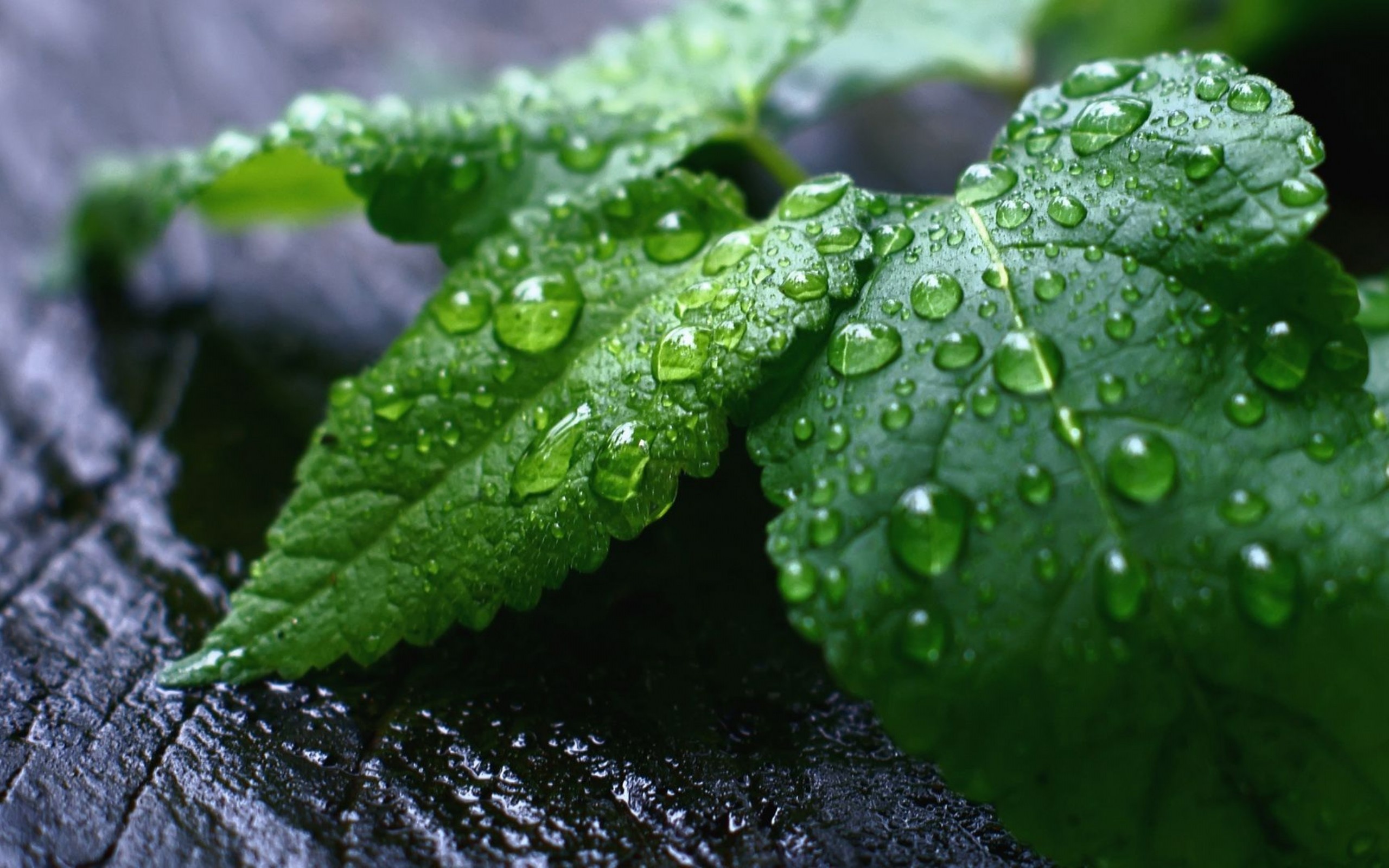 Fresh Mint Leaves