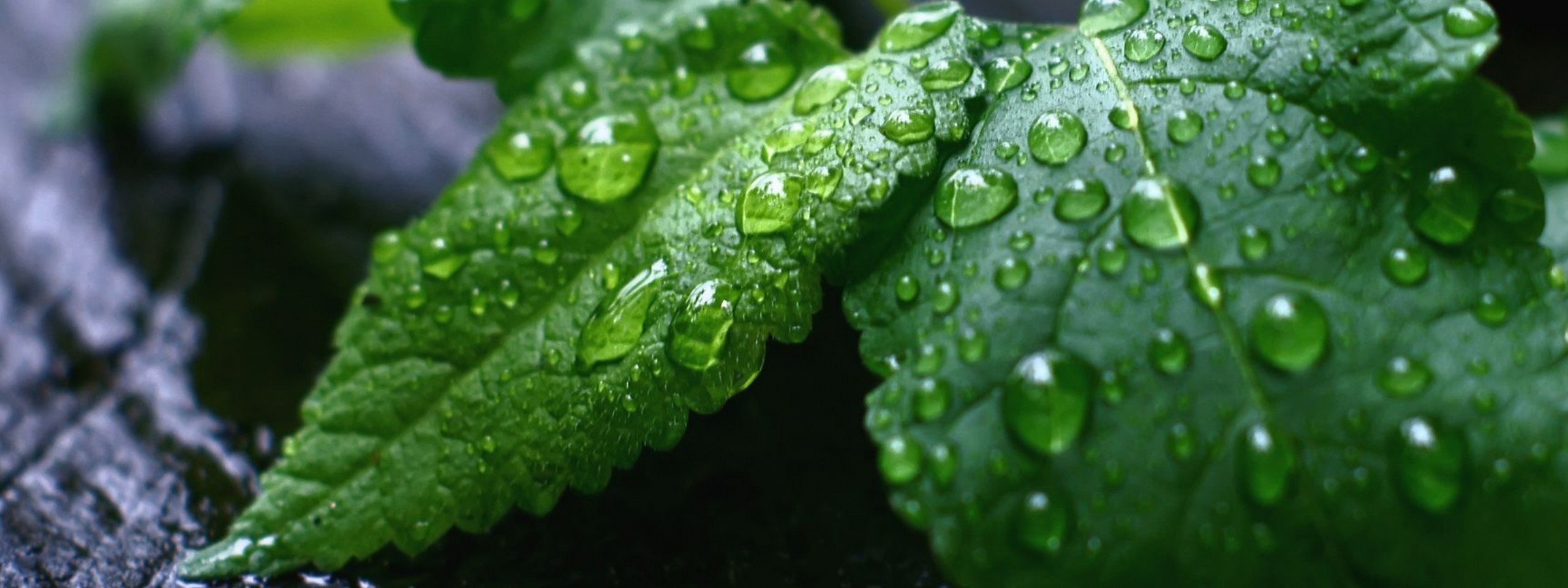 Fresh Mint Leaves