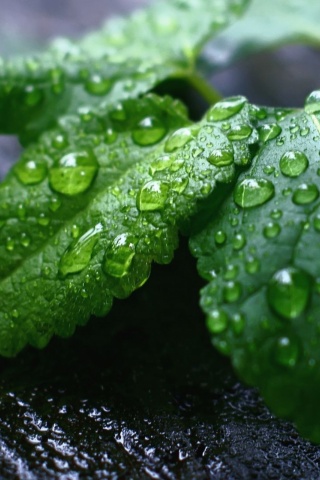 Fresh Mint Leaves