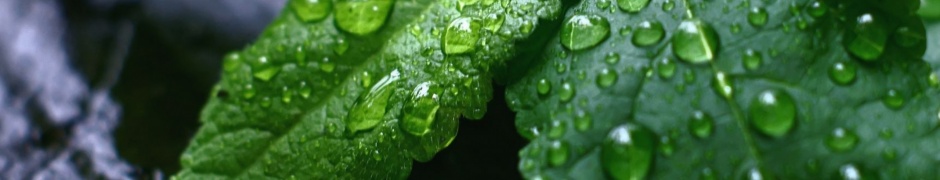 Fresh Mint Leaves