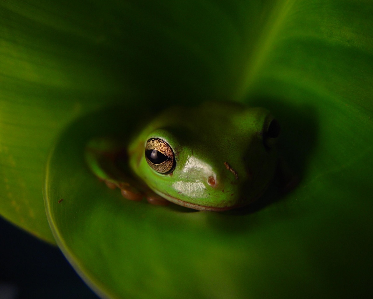 Frog Animal