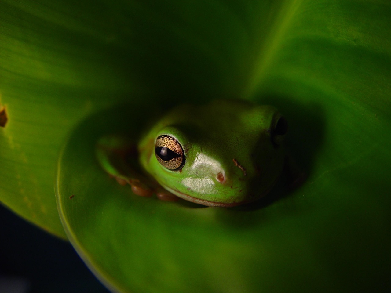 Frog Animal